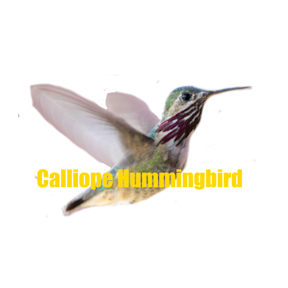 Calliope Hummingbird