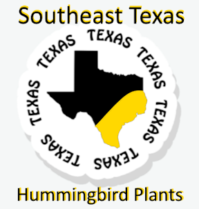 Southeast Texas hummingbird plants that will produce free hummingbird nectar