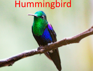 Trochilinae Hummingbird