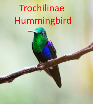 Trochilinae Hummingbird