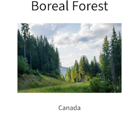 Hummingbirds breed in the boreal forest and in the lower 48 states