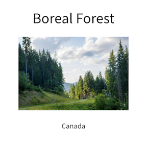 Hummingbirds breed in the boreal forest and in the lower 48 states