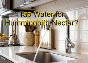 Is Tap Water safe for humminbirds?