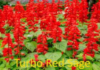 Turbo Red Sage, free hummer nectar in West Texas