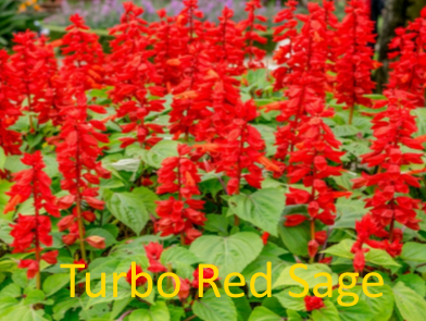 Turbo Red Sage, free hummer nectar in West Texas