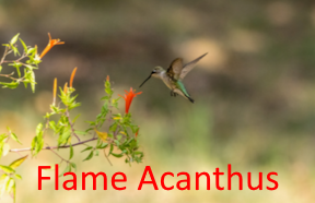 Flame Acanthus 2nd best deset plant for free hummer nectar in West Texas