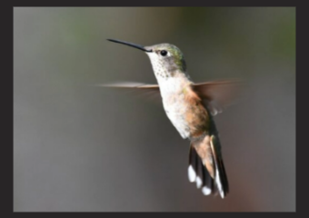 broad-tailed hummingbird found in the western United States