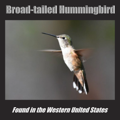 broad-tailed hummingbird found in the western United States