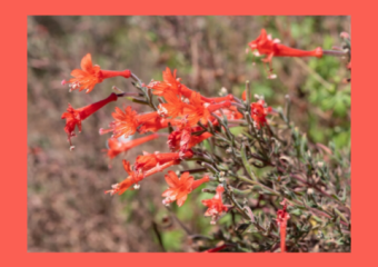 Looking for free hummer nectar on the west coast? Look at Fuchsia