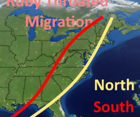 Hummingbird migration patterns