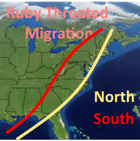 Hummingbird migration patterns