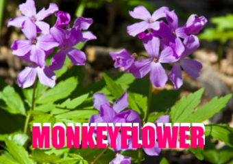 Monkeyflower a perfect plant for free hummingbird nectar