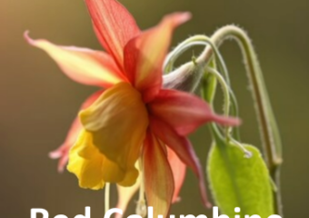 Perfect hummingbird plant for the state of Idaho, Red Columbine