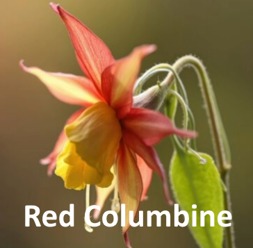 Perfect hummingbird plant for the state of Idaho, Red Columbine