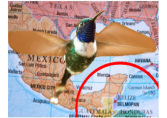 Sparkling Tailed Hummingbird Non Migratory