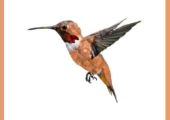 Allen's Hummingbird Migrating up the West Coast