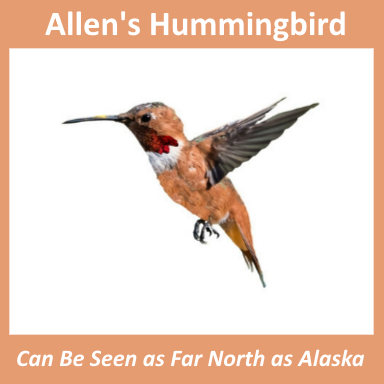 Allen's Hummingbird Migrating up the West Coast